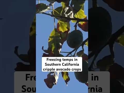 Freezing temps in Southern California cripple avocado crops, expect much smaller harvest in 2024