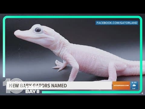Rare baby alligator gets a new name at Gatorland