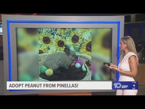 Give Peanut from Pinellas County a fur-ever home!