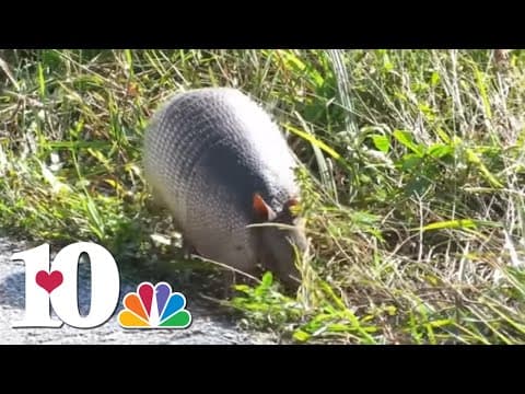 Armadillo sightings increasing in East Tennessee