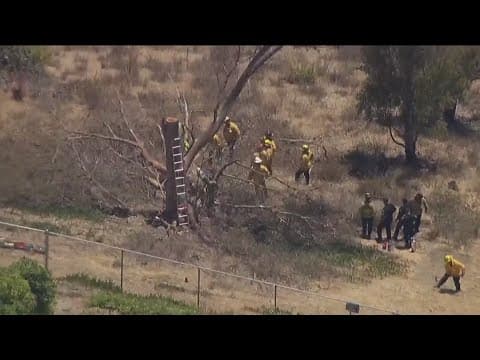 Man killed by falling tree in East County