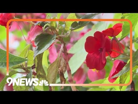 Proctor's Garden: Grow something in the new year