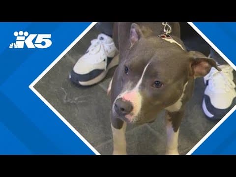 Seattle council member helps rescue dog from 'disturbing' abuse incident