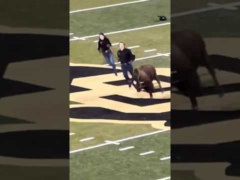Debut run of Ralphie VII at Colorado game vs. Wyoming