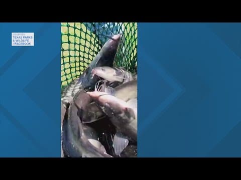 Four Houston-area neighborhood lakes re-stocked with catfish, TPWD says