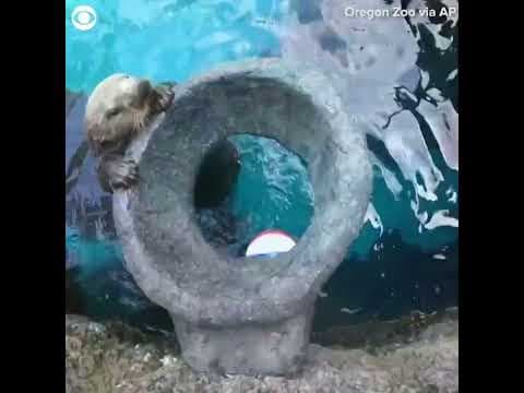 Sea otter slam dunks basketball at Oregon Zoo #shorts