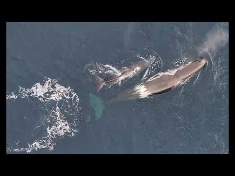 NOAA drone video | NOAA Fisheries completed groundbreaking marine survey off the West Coast
