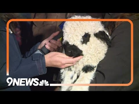 Weld County family raising 'cutest sheep in the world'