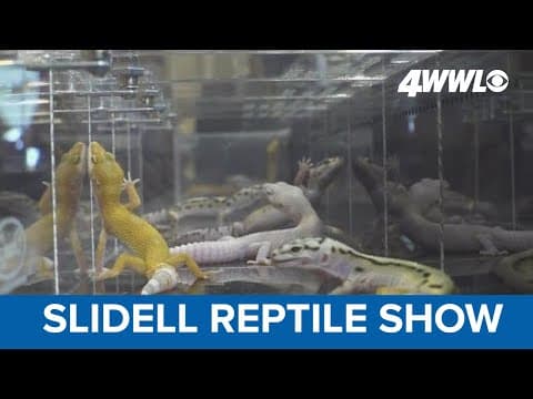 Reptile show featuring numerous critters wraps up in Slidell