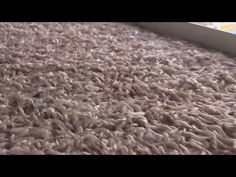 Louisiana fishermen want Congress to level the playing field with the cheaper imports