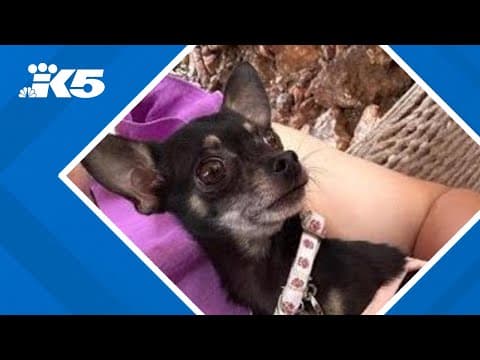 Beloved chihuahua stolen from Tukwila home during burglary