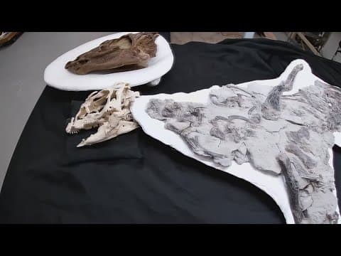 100-million-year-old dinosaur unearthed in North Carolina