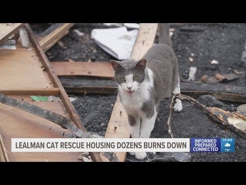 14 cats die after fire burns down Lealman animal rescue