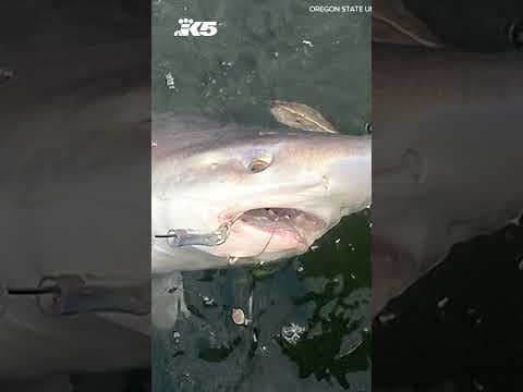 Two new species of shark found in Puget Sound