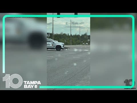 Huge alligator stops rush hour traffic in Tampa