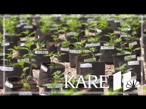 Faribault police seize cannabis plants from local business