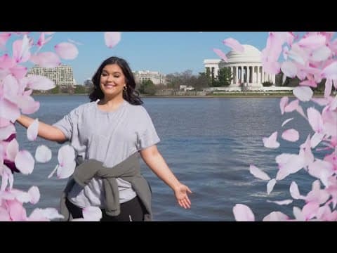 An expert guide to the DC cherry blossoms