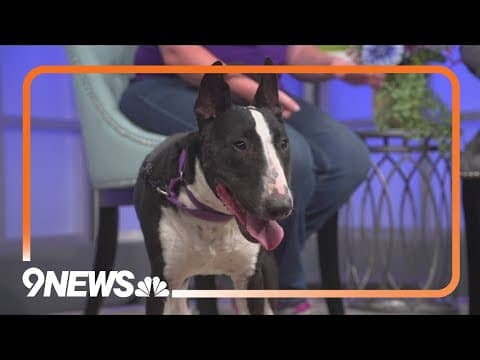 Sweet Lucy is a lover who wants to snuggle