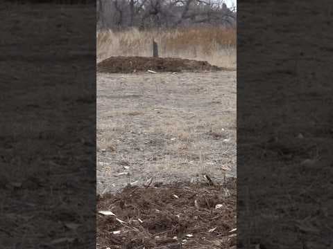 Suspect accused of vandalizing Colorado memorial garden multiple times turns himself in