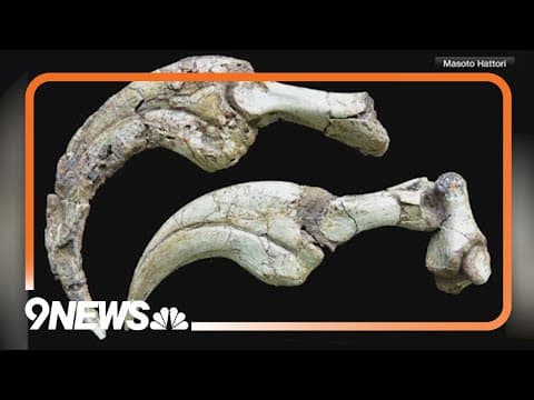 Largest fully preserved dinosaur claw found in Mongolia