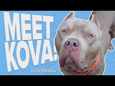 Pet Rescue of the Week: Kova