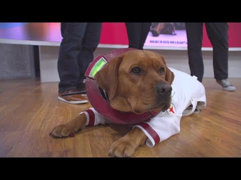 ‘Cosmo The Spacedog’ from Guardians of the Galaxy 3 lands at CBS 8 Studios