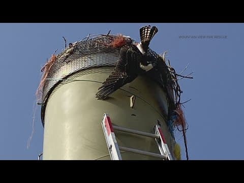 Firefighters rescue tangled osprey