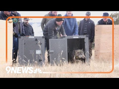 Another cow death reported at ranch where 5 cattle were killed by wolves