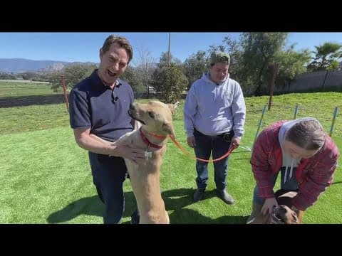 Dank Dogs Ranch and Rescue in Valley Center