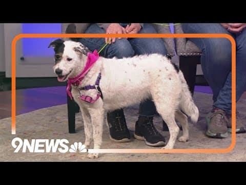 Petline9: This smart pup is looking for an active home