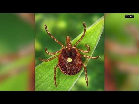 TICK-BORN ILLNESS CAUSING ALLERGIC REACTION TO RED MEAT