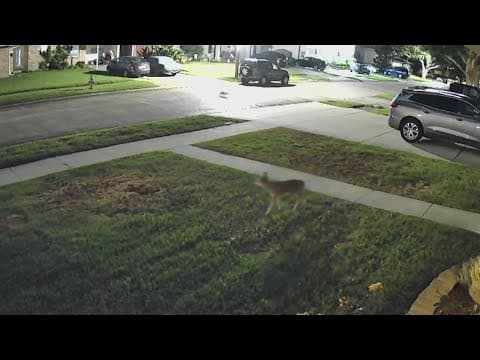 Jefferson Parish hosts coyote information session to keep residents, pets safe