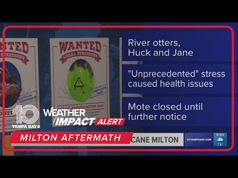 Mote Marine Aquarium mourns the loss of two otters during Milton