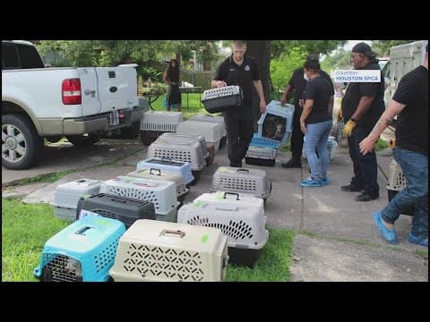 70 dogs rescued from horrific conditions in Pasadena home