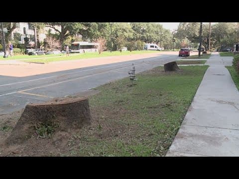 6 oak trees taken down Uptown