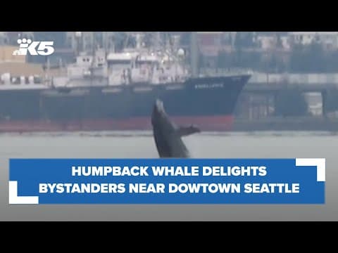 Humpback whale dazzles with breaches near downtown Seattle