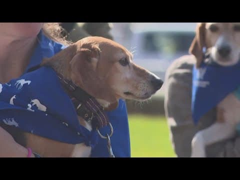 Senator John Kennedy and animal welfare advocates lobby for passage of Better CARE for Animals Act