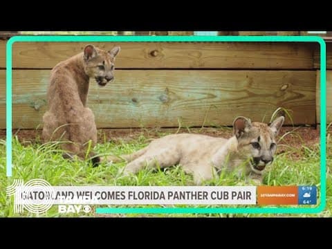 Gatorland in Orlando welcomes 2 Florida panther cubs
