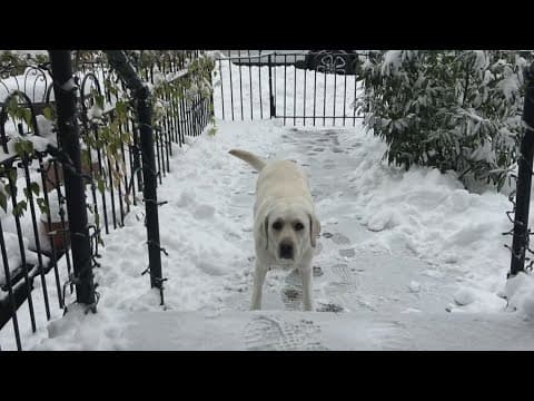 Pepco says "highly conductive environment" was responsible for killing 2 dogs in Downtown DC