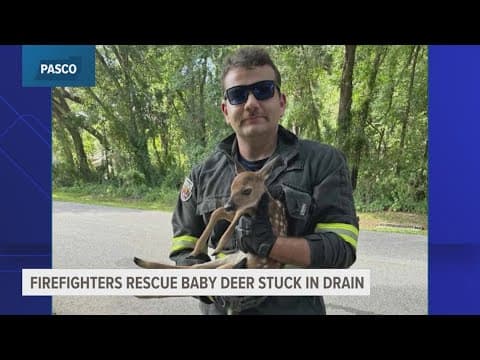 Pasco County firefighters rescue baby deer stuck in storm drain
