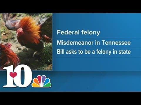 98 citations issued over illegal cockfighting in Union County