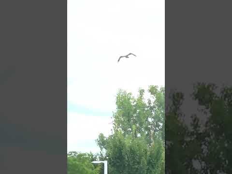 Baby bald eagle injured after fall from nest gets released back into wild #shorts