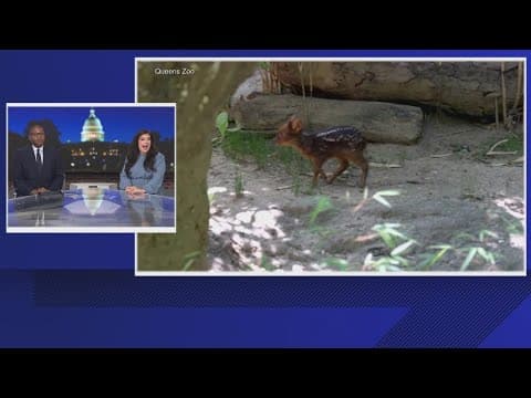 Tiny southern pudu fawn makes its debut at the Queens Zoo