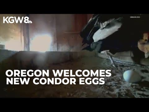 Oregon Zoo welcomes 13 California condor eggs