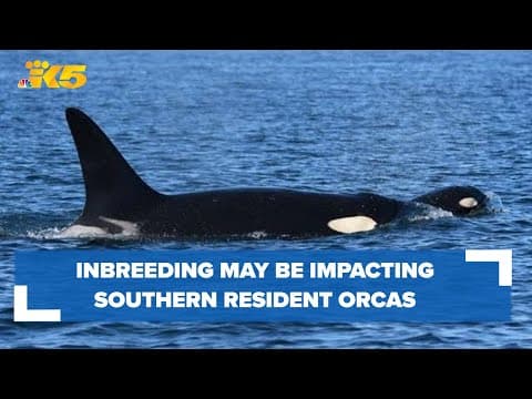 Orca population impacted by inbreeding, study finds