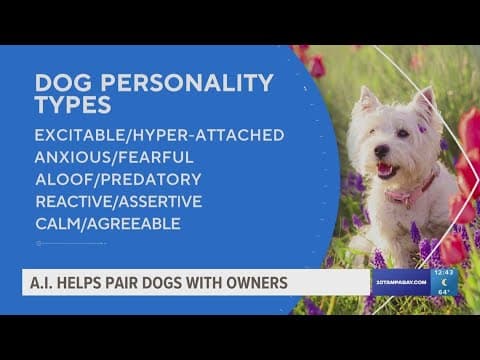 A.I. program uses an algorithm to pair dogs with owners