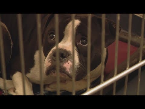 Meeting to be held to discuss new Indianapolis Animal Care Services director