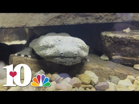 Endangered Species Act could help the Eastern Hellbender, and Appalachia after Helene