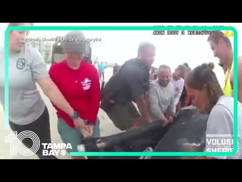 Stranded manatee rescued from Florida beach