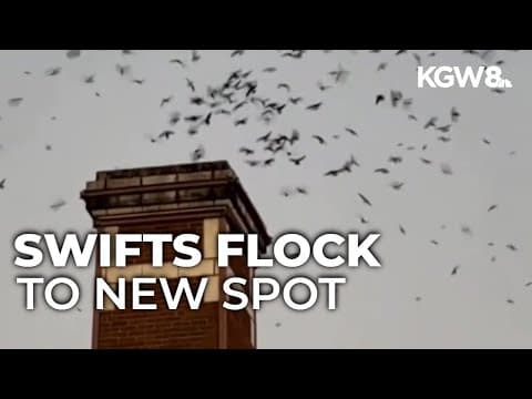 Vaux's swifts congregate at new spot in Southeast Portland